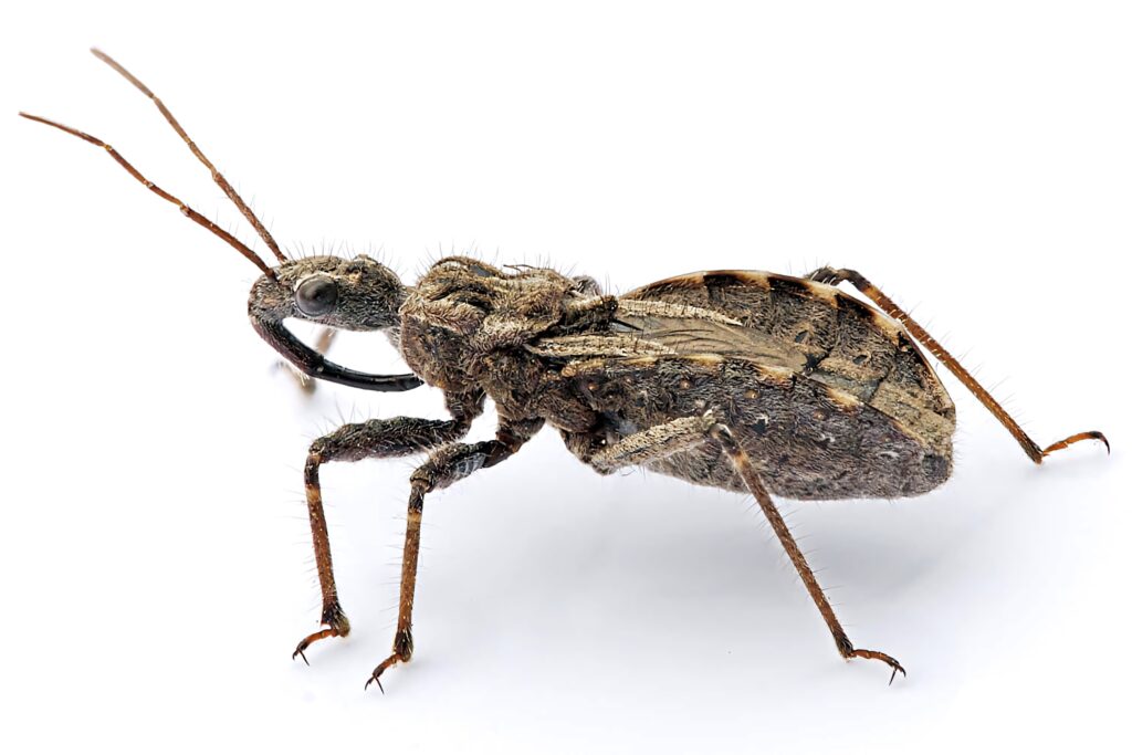 Detailed profile of Assassin Bug with textured body long legs curved antennae on white background Wallpaper