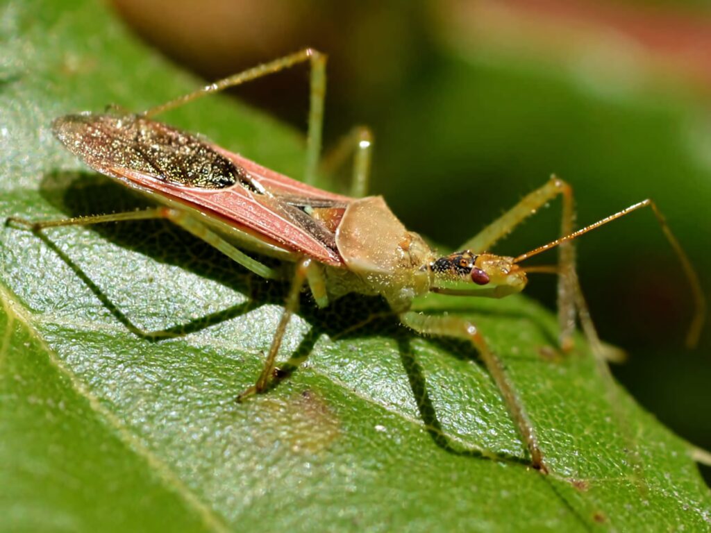 Close-up of vibrant assassin bug on green leaf showing detailed body structure in sunlight Wallpaper
