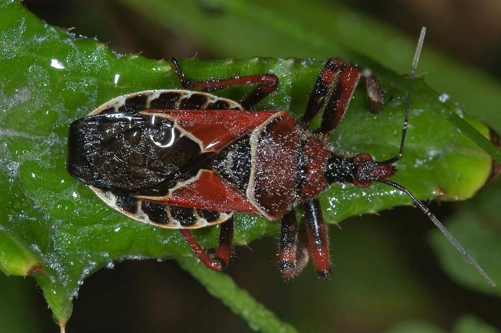 Close-up of red and black Assassin Bug on vibrant green leaf detailed insect wallpaper background