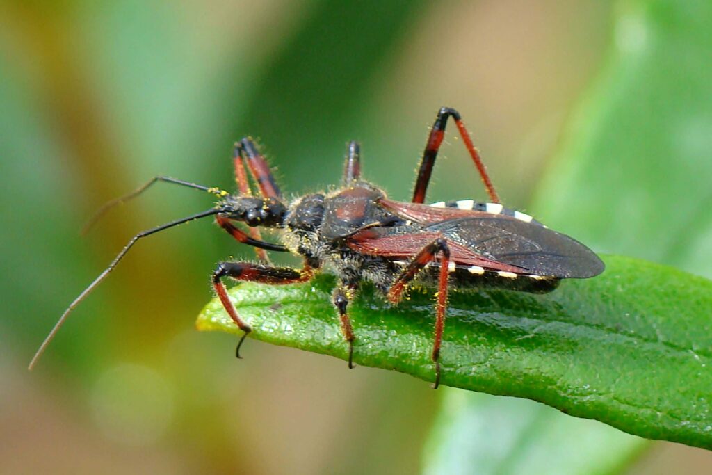 Close-up of a colorful assassin bug on a vivid green leaf detailed insect wallpaper background