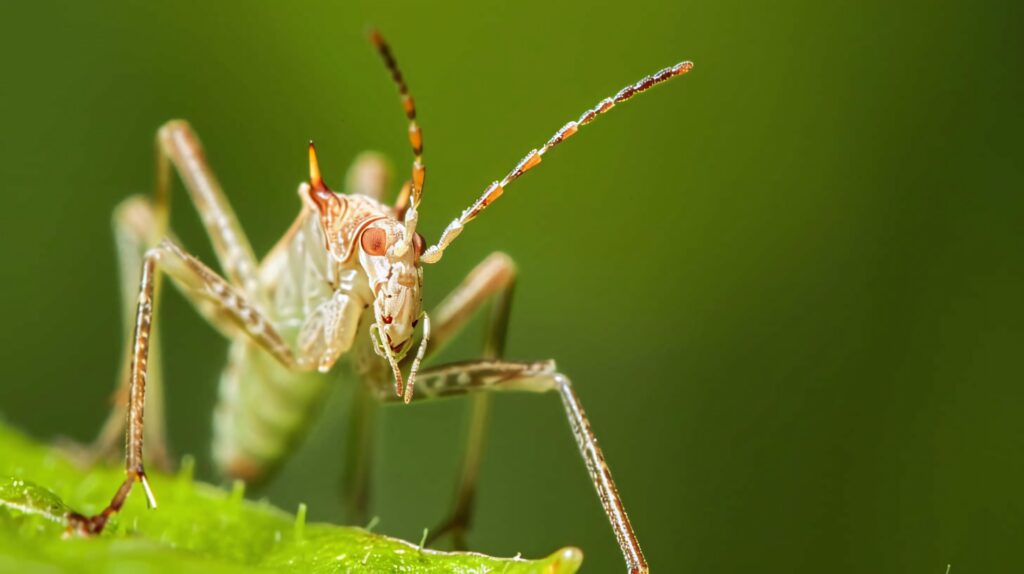 Close-up of assassin bug on green leaf with soft blurred background detailed nature wallpaper