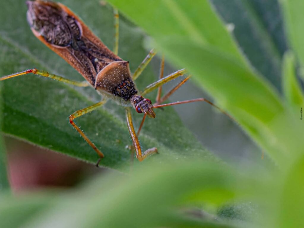 Close-up of an assassin bug on a green leaf showing detailed body and long legs nature wallpaper