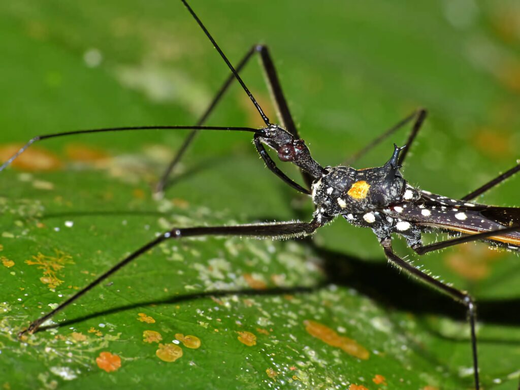 Closeup of assassin bug on green leaf showing long legs slender body and vibrant patterns wallpaper