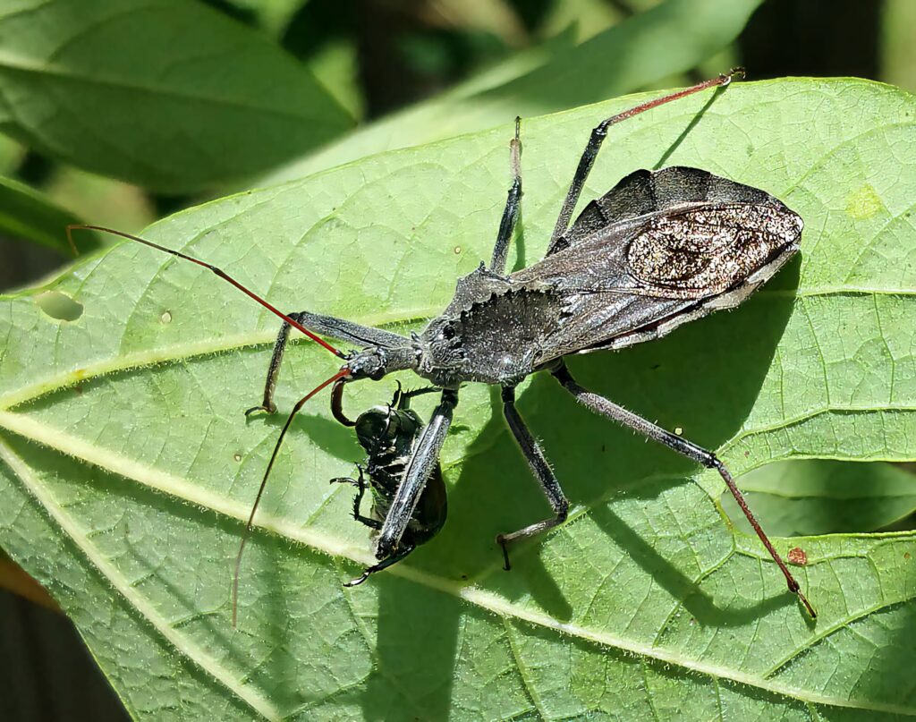 Assassin bug feeding on prey on green leaf detailed insect predatory behavior wallpaper background