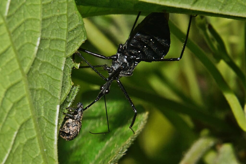 Assassin bug with dark body and long legs on green leaves natural habitat wallpaper background