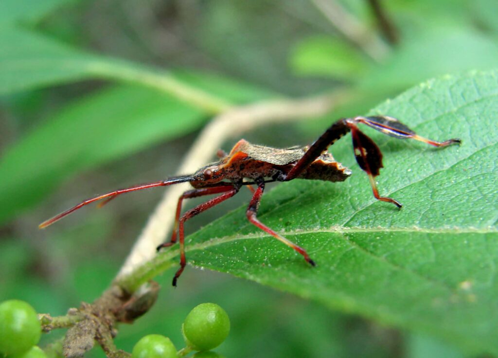 Assassin bug on vibrant green leaf with detailed body and long legs natural leafy background Wallpaper