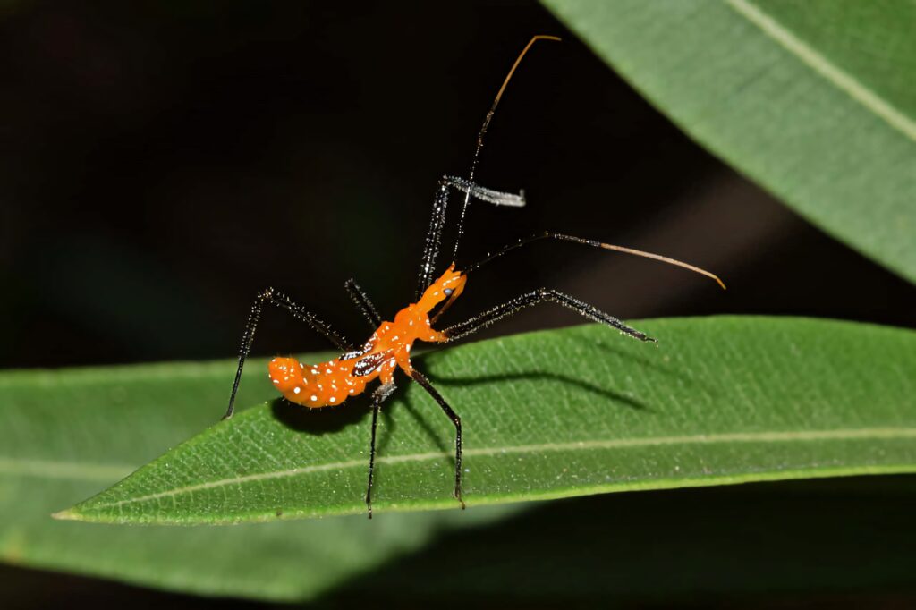Assassin bug with orange and white spots on green leaf showing long legs and antennae close-up Wallpaper