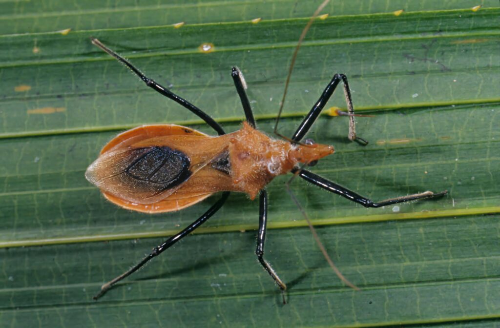 Assassin Bug on vibrant green leaf close-up showing detailed insect body and natural background Wallpaper