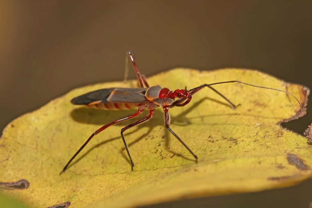 Assassin bug on bright yellow leaf showing detailed body and long legs in nature wallpaper
