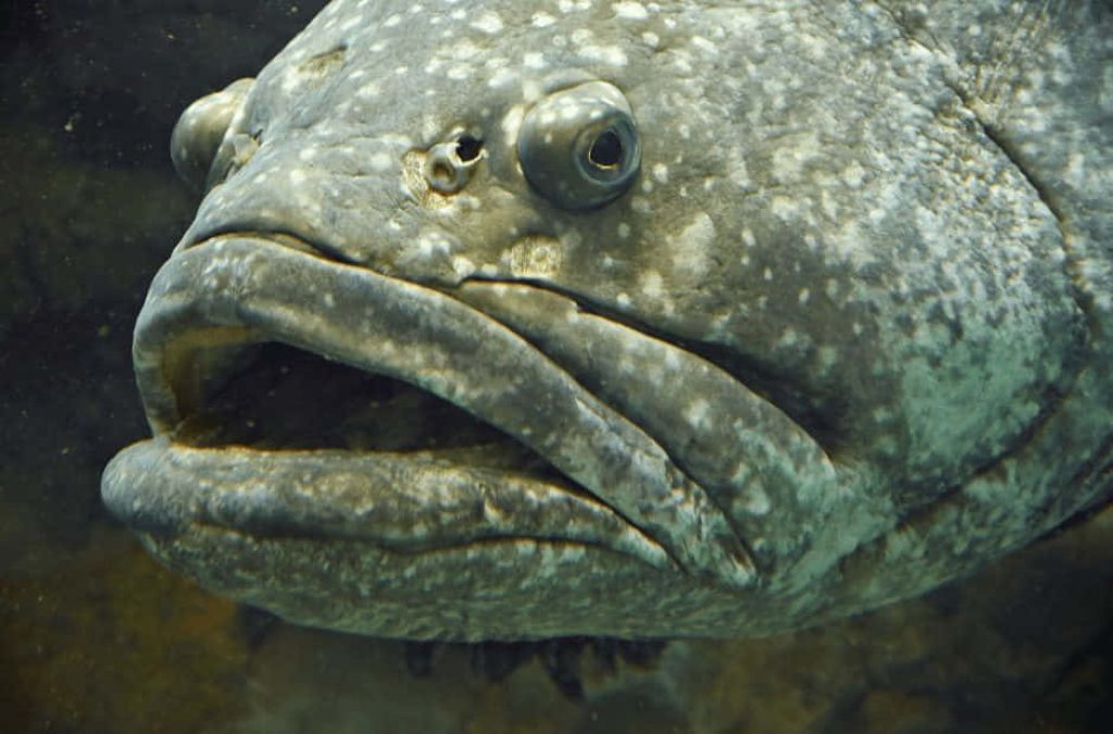 Close-up Atlantic Goliath Grouper underwater showing detailed gray scales and massive features Wallpaper
