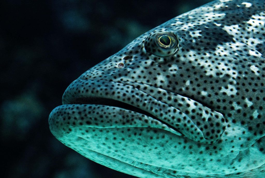 Macro close-up of Atlantic Goliath Grouper showing dark spots and intense eye underwater Wallpaper