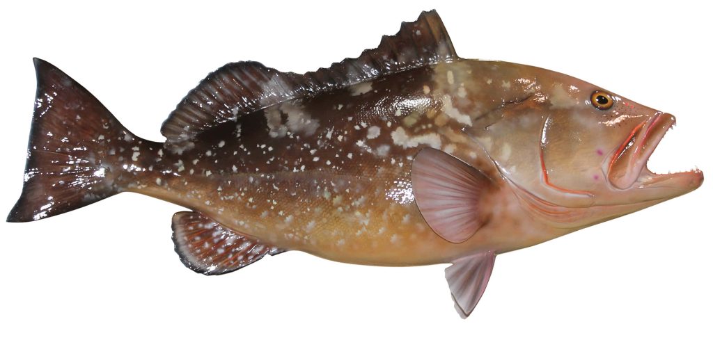 Detailed side profile of Atlantic Grouper with mottled brown white pattern on white background Wallpaper