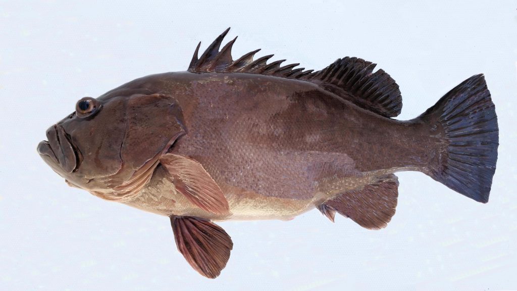 Side view of a dark brown Atlantic Grouper with sharp spiny dorsal fin on white background Wallpaper