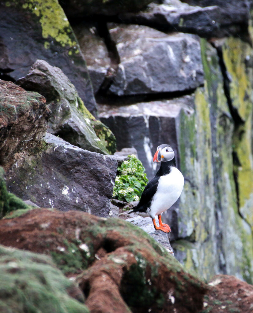 Atlantic Puffin on Rugged Rocks – Serene Birdlife Wallpaper