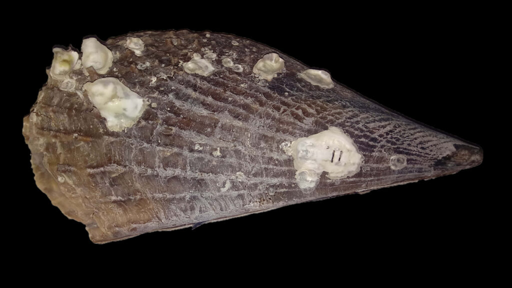 Close-up of Atrina shell with barnacles showing marine textures and patterns on black background Wallpaper