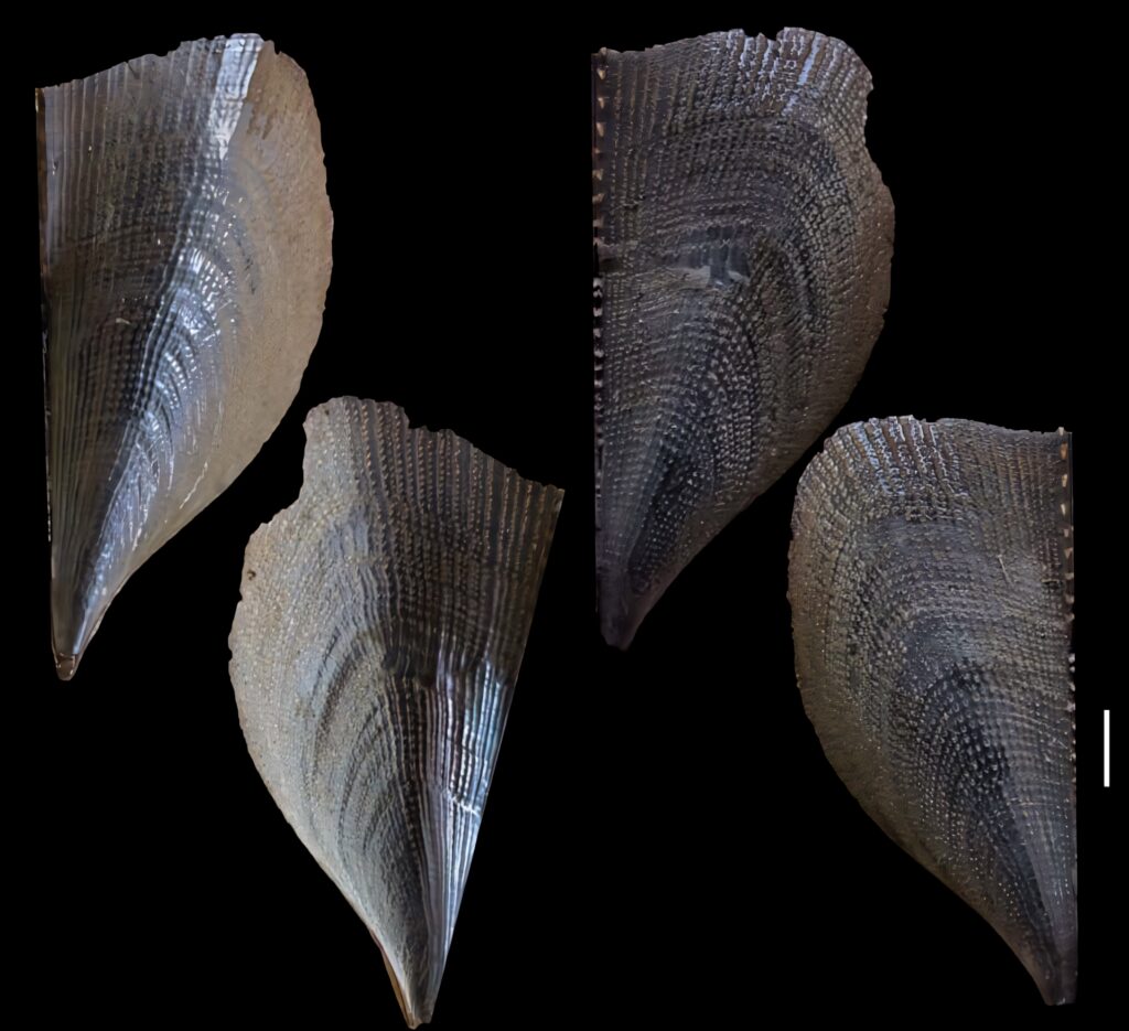 Atrina shells wallpaper showing textured shimmering shells on a deep black background