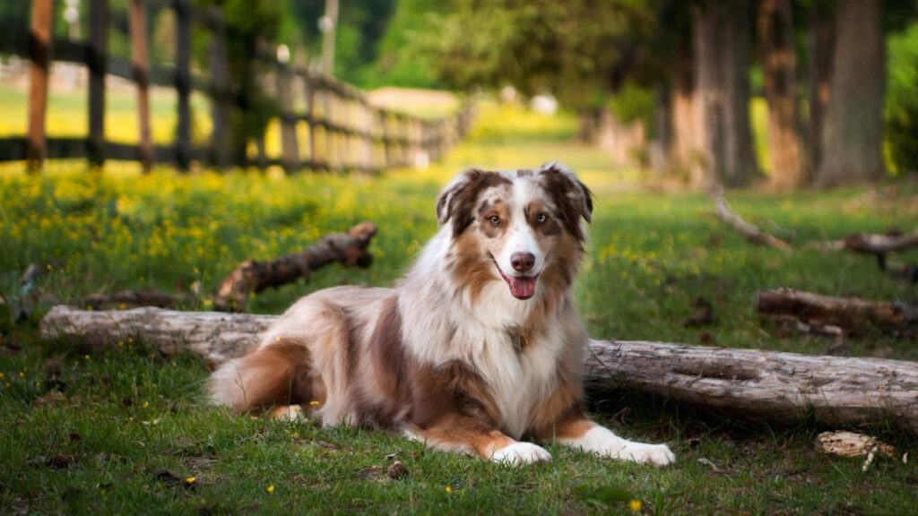 Australian Shepherd in Serene Nature: Lush Greenery Wallpaper