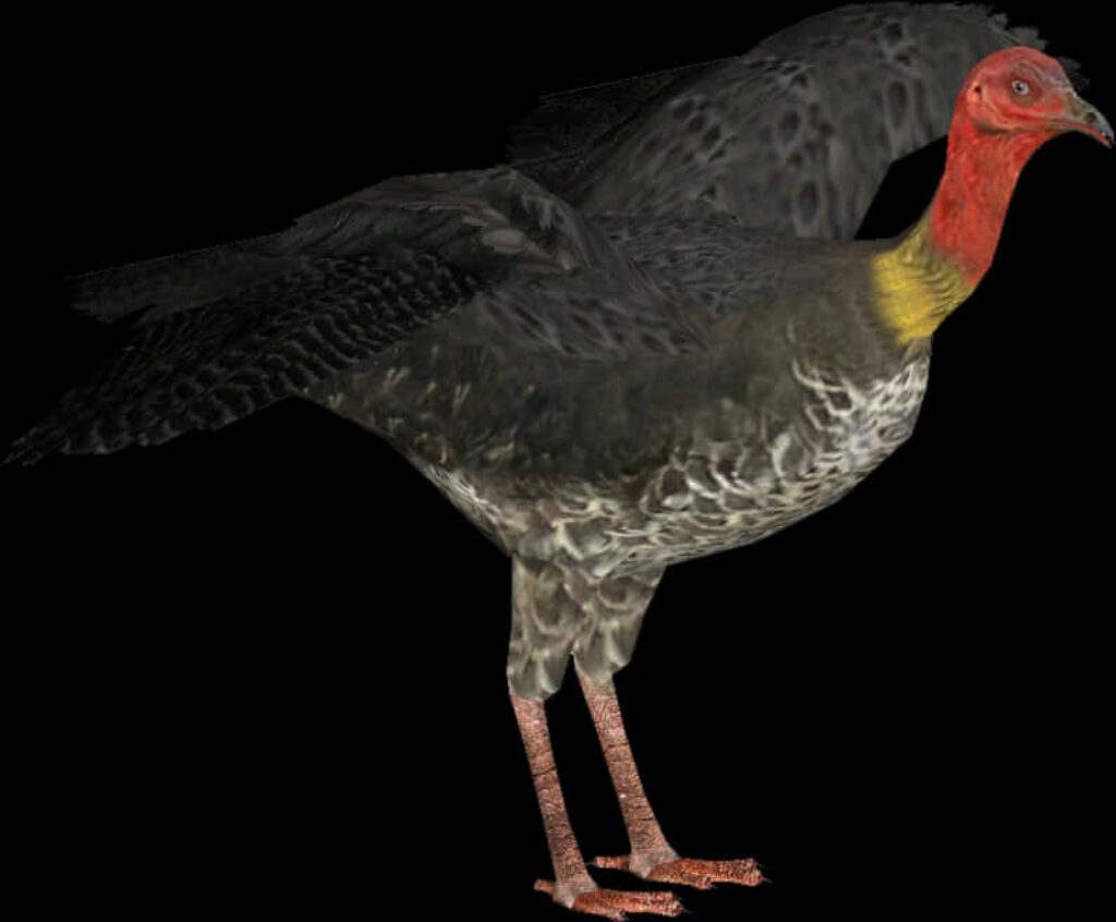 Australian Brush Turkey Profile Wallpaper with Textured Feathers