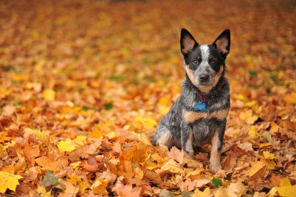 Australian Cattle Dog sitting alert on vibrant autumn leaves warm fall nature scene wallpaper