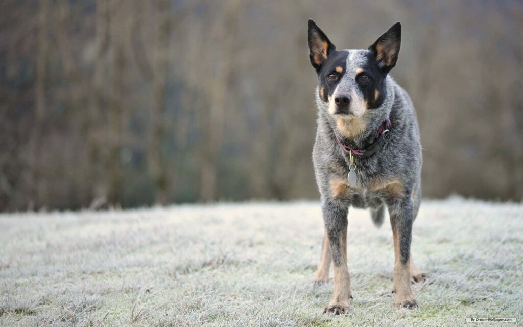 Australian Cattle Dog blue heeler standing alert on frosty field with blurred trees background Wallpaper