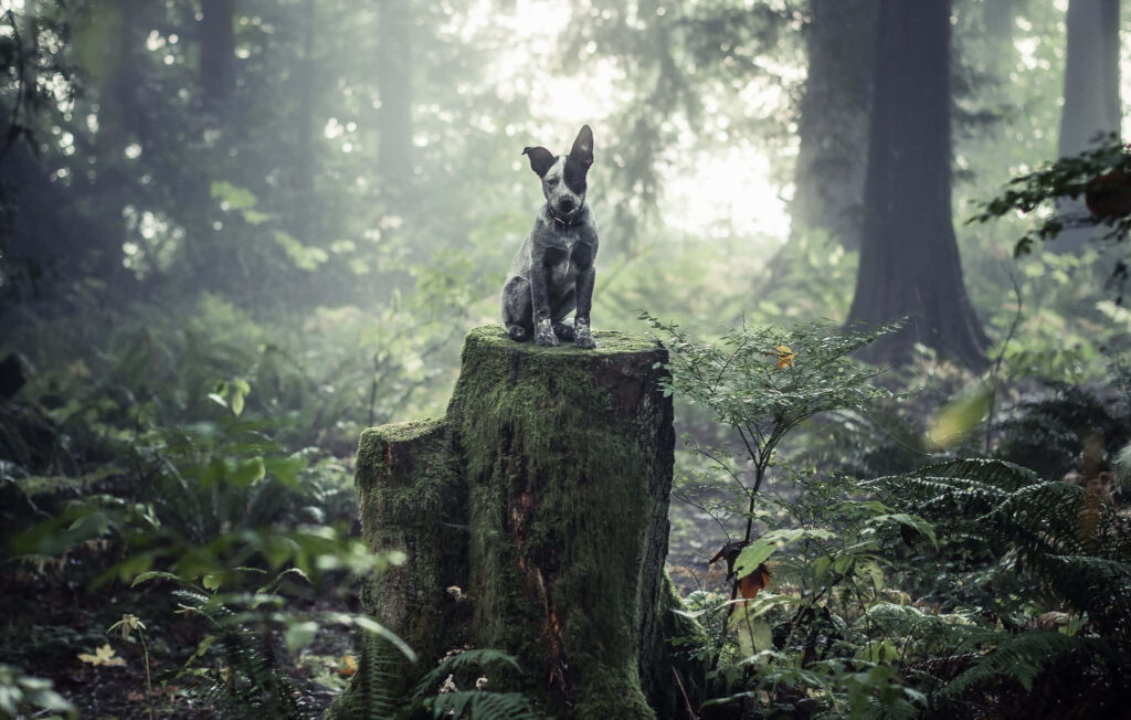 Australian Cattle Dog sitting on mossy tree stump in misty forest with green ferns wallpaper background