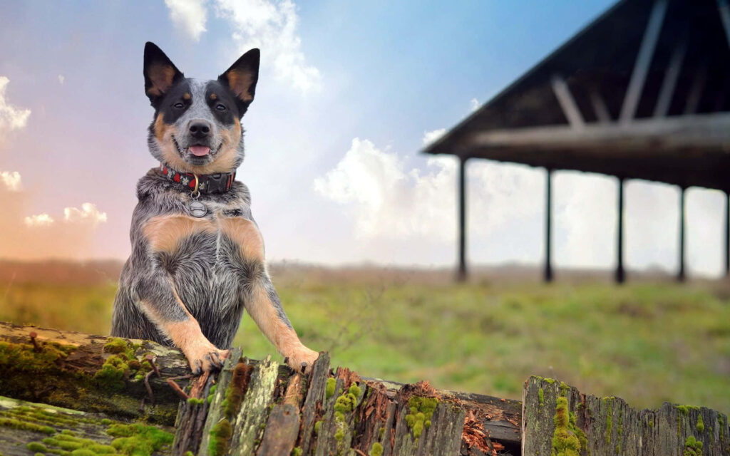 Australian Cattle Dog sitting alert on rustic fence beside weathered barn in open field sky wallpaper