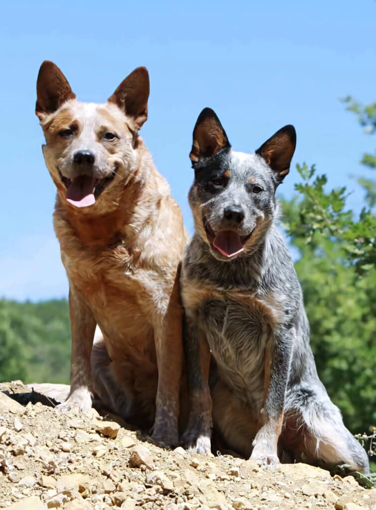Two Australian Cattle Dogs relaxing outdoors under bright sun with vibrant coats and clear sky Wallpaper
