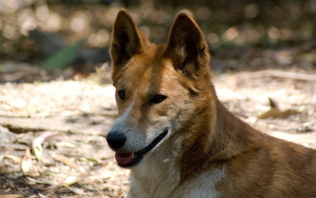 Resting Dingo in Natural Setting - Stunning Australian Wallpaper