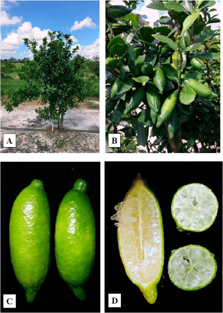 Detailed nature wallpaper of Australian finger lime tree with green fruits and caviar pulp close-up