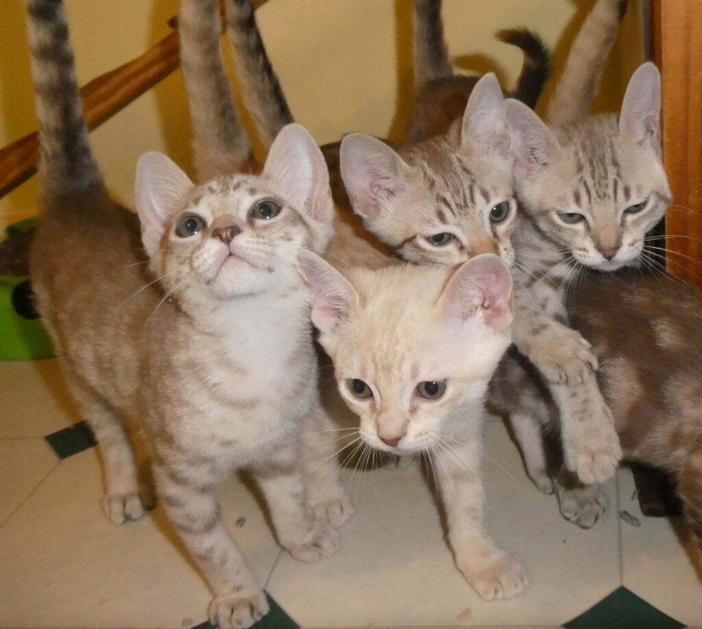 Australian Mist kittens with spotted coats exploring indoor space in soft natural light wallpaper background