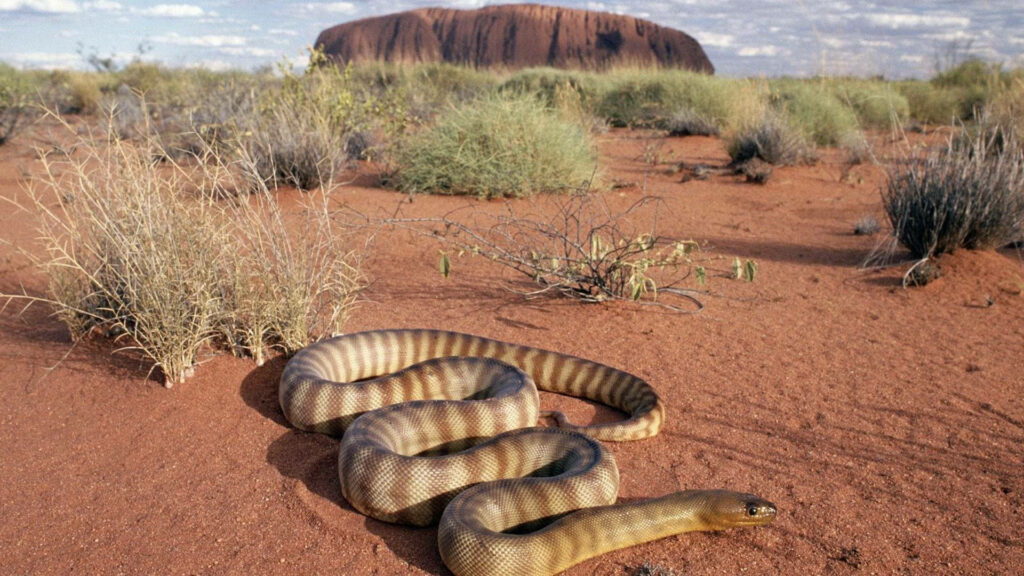 Large snake slithering on red sand in Australian outback with Uluru and sparse grass background Wallpaper