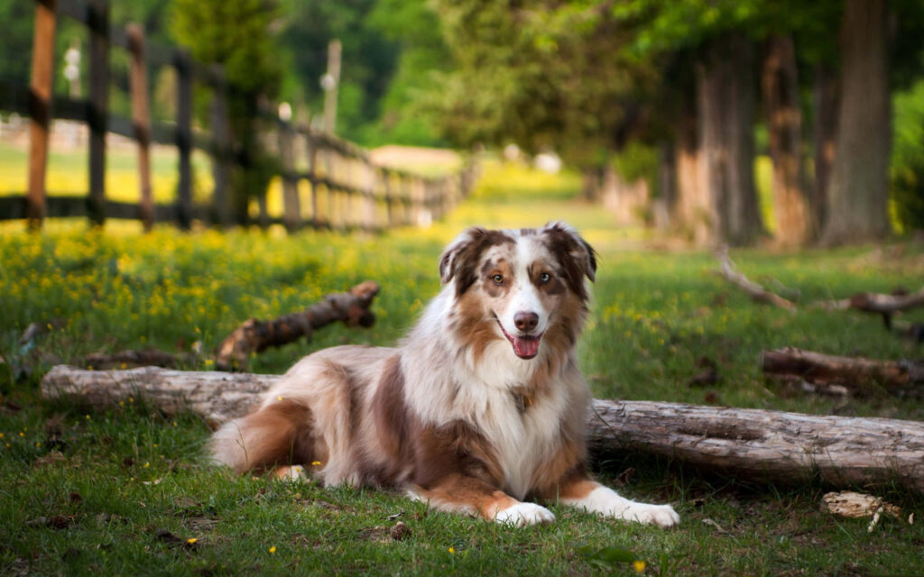 Australian Shepherd resting on log in sunlit meadow with green grass and wooden fence background Wallpaper