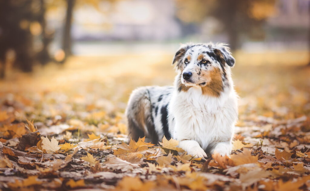 Australian Shepherd Amid Vibrant Autumn Foliage: Serene Fall Background Wallpaper