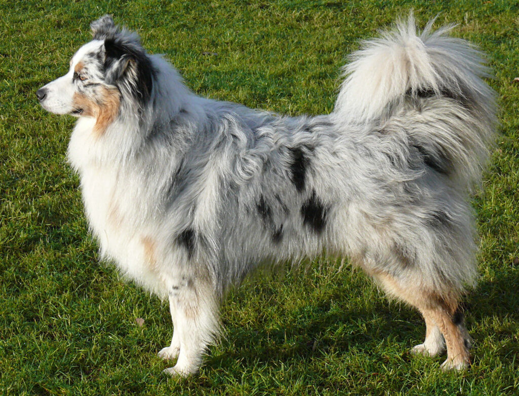 Australian Shepherd with Stunning Coat on Lush Green Lawn Wallpaper