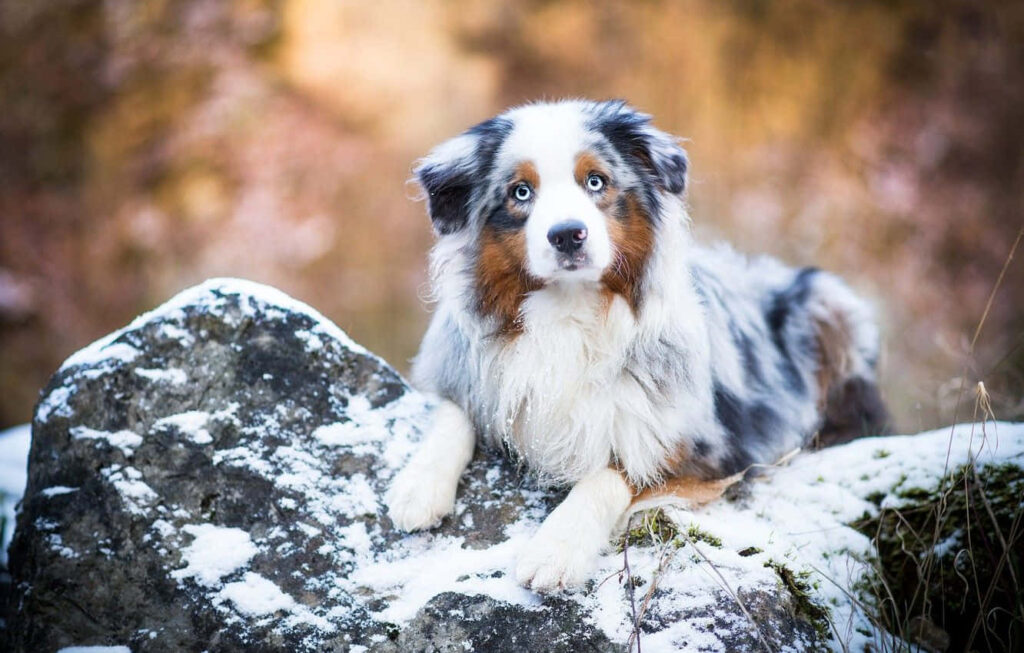 Australian Shepherd on Snowy Rock: Serene Winter Wallpaper