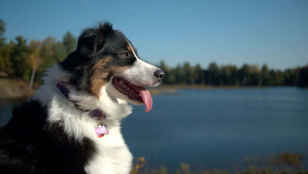 Australian Shepherd dog sitting by calm sea enjoying peaceful scenic waterfront under blue sky Wallpaper