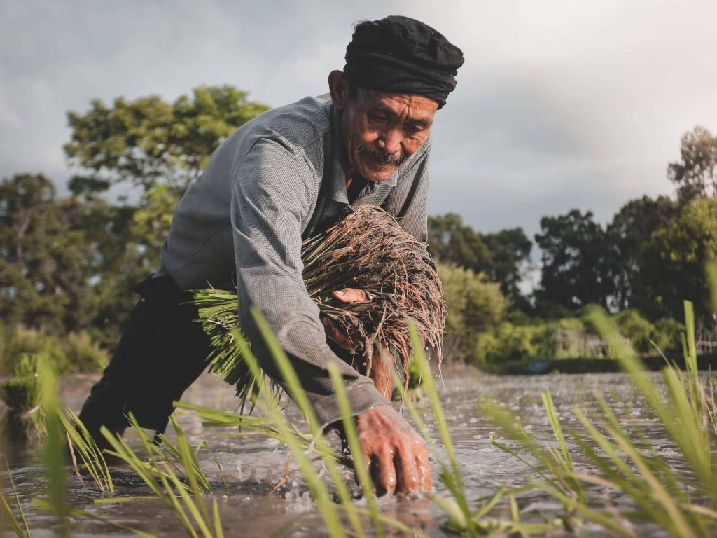 Farmer planting rice seedlings in muddy flooded paddy field traditional agriculture wallpaper
