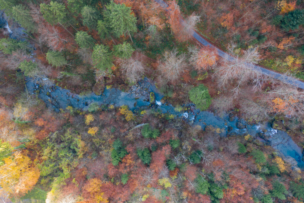 Aerial view of winding river through vibrant autumn forest with green orange and brown leaves Wallpaper