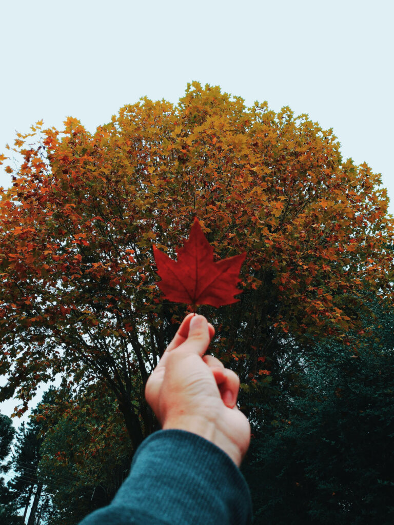 Nature's Essence Gracing Your Lock Screen: Maple Leaf iPhone Wallpaper