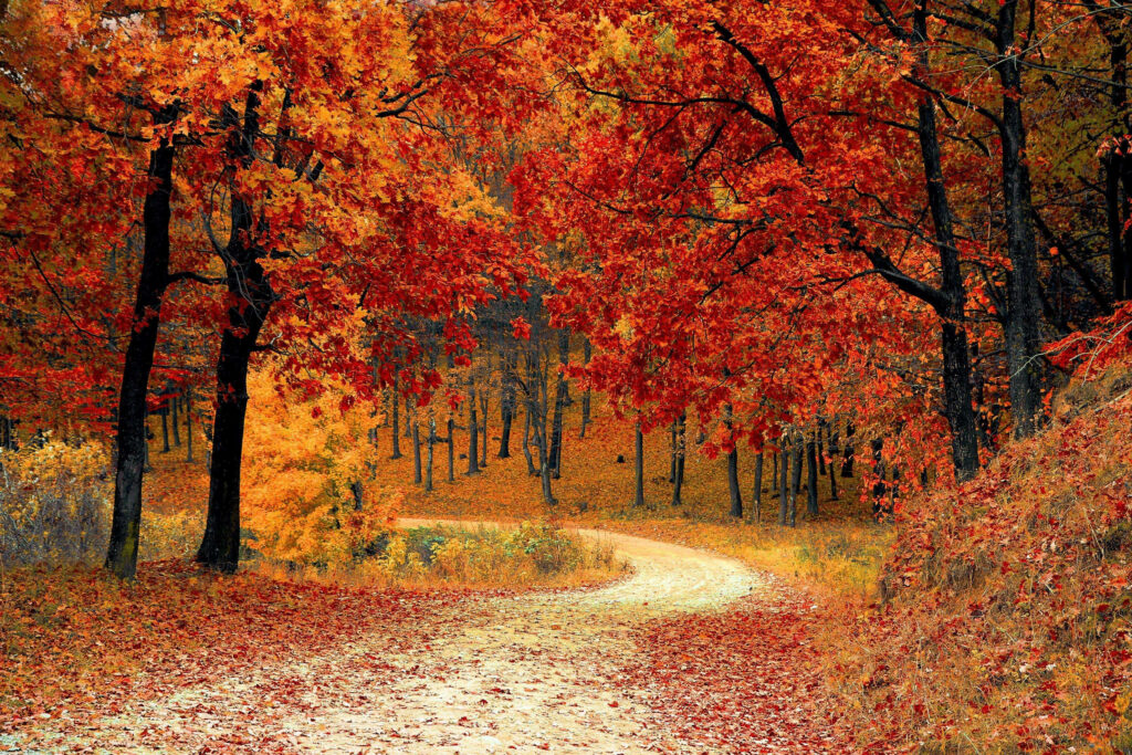 Autumnal Splendor: Immersive Perspective of a Vibrant Forest Path Adorned in Fiery Reddish Tones – Striking Wallpaper for Your Background