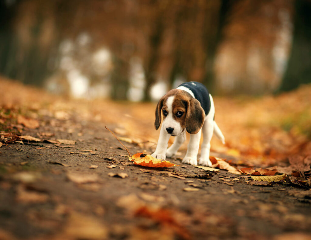 Cozy Beagle Puppy Exploring Autumn Trail - Warm Wallpaper Background
