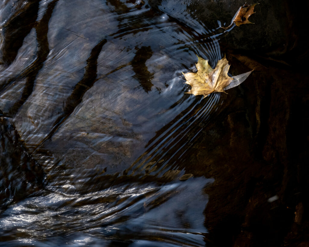 Autumn Serenity: Macro Maple Leaf Reflection Wallpaper Background