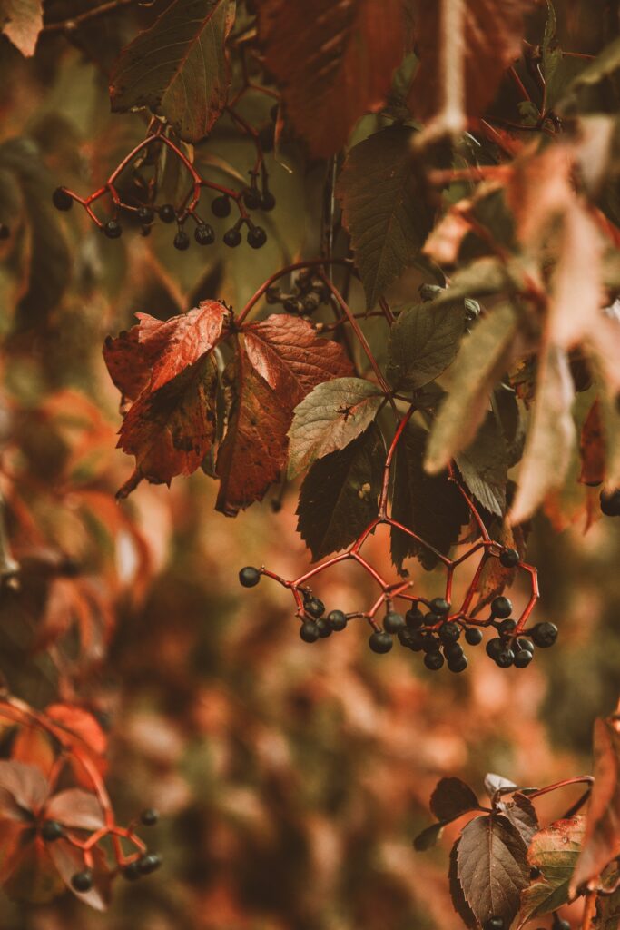 Dark berries clustered on autumn leaves in red and brown hues creating cozy fall ambiance Wallpaper