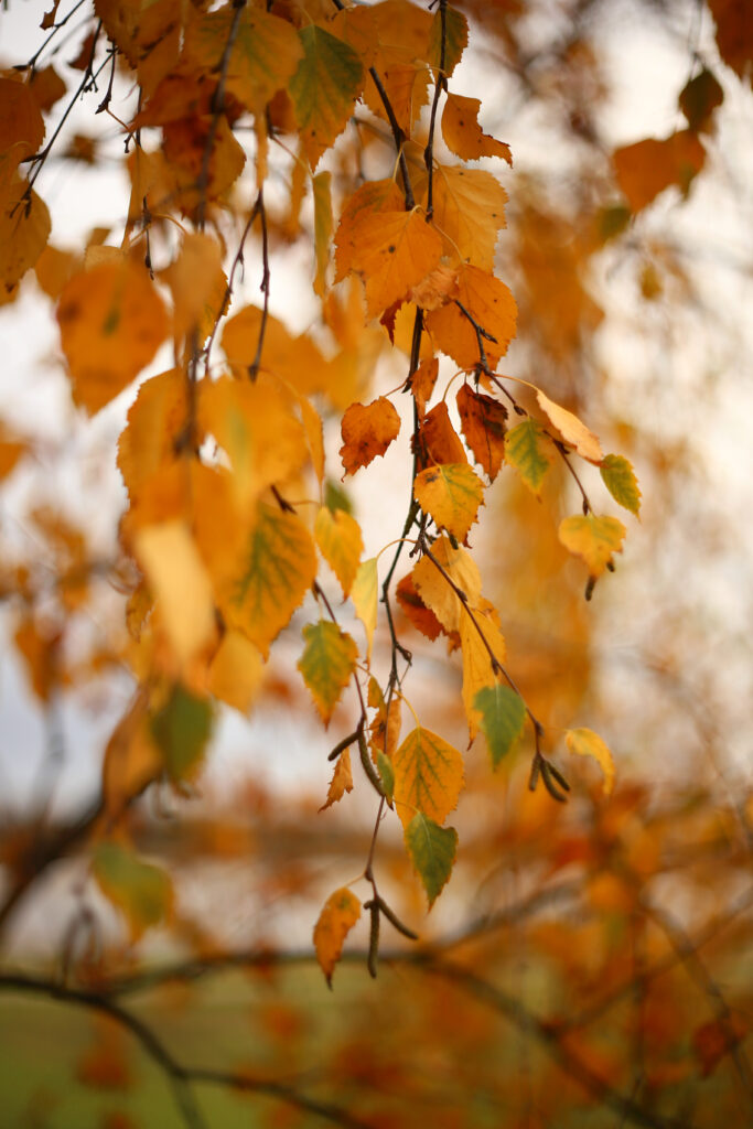 Delicate birch branches with yellow and green autumn leaves in soft natural light wallpaper