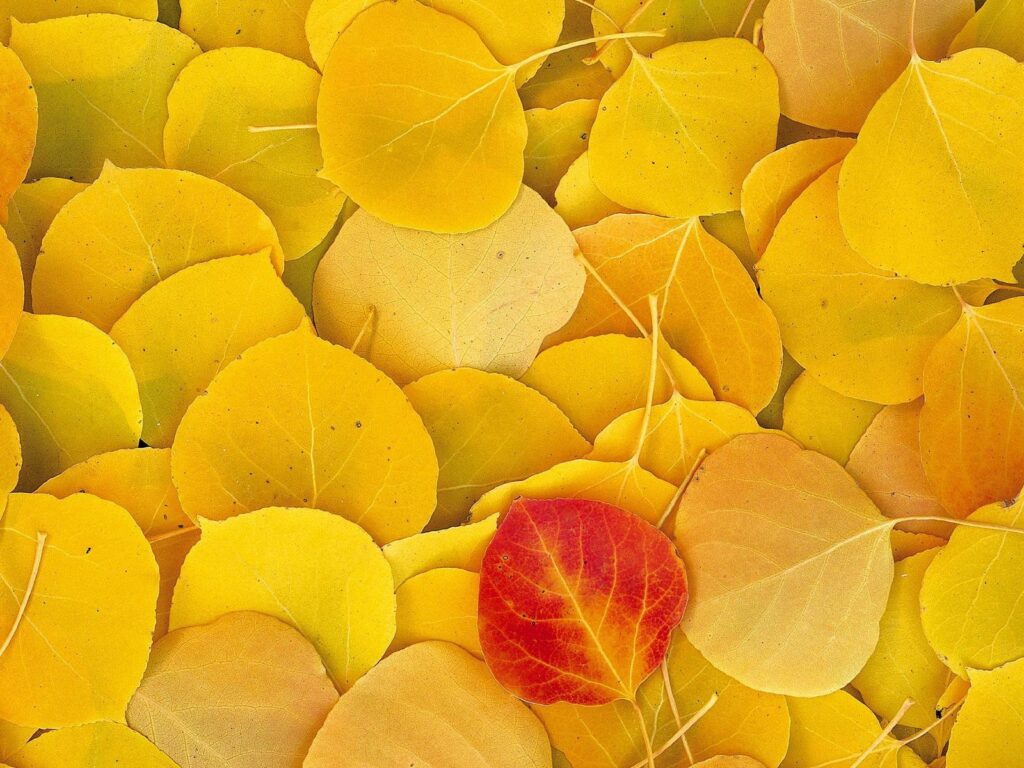 Autumn birch leaves wallpaper with vibrant yellow foliage and a single red leaf background design