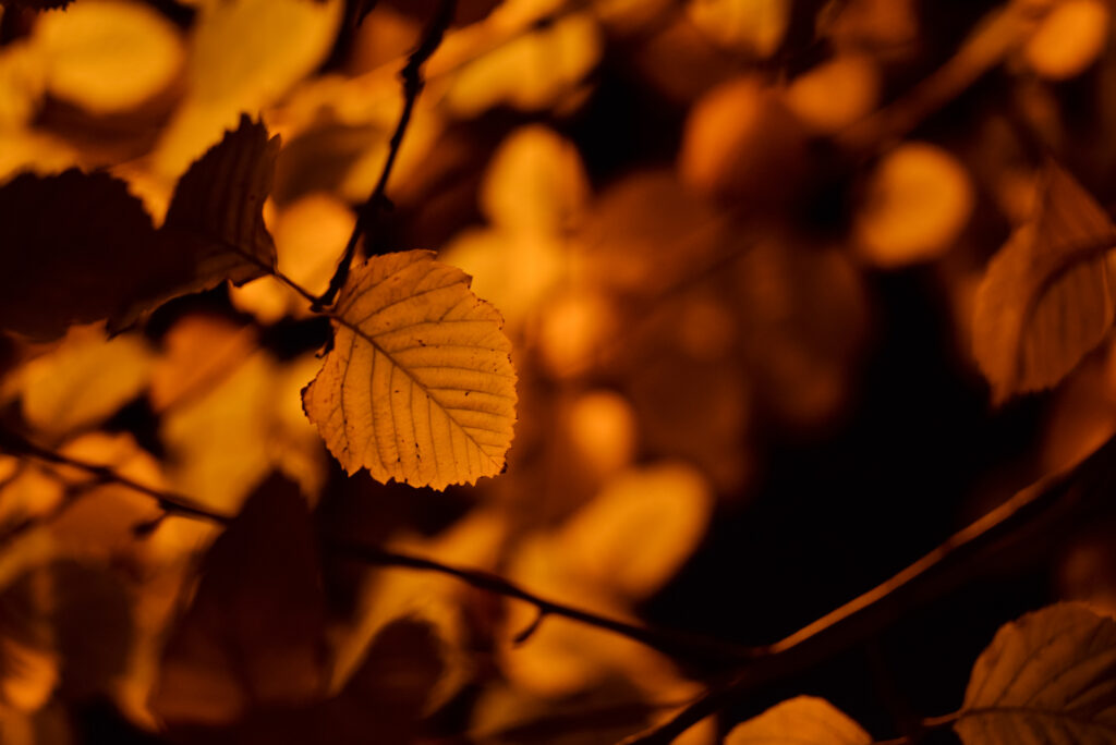 Birch leaves in vibrant orange autumn shades softly lit against a dark fall season background Wallpaper