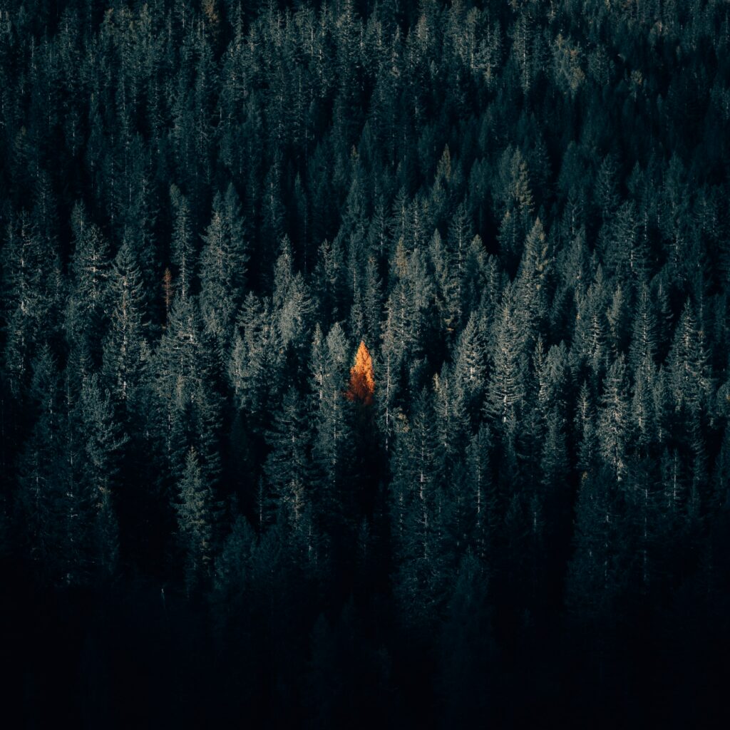 Aerial view of dense dark forest with one vibrant orange autumn tree highlighting seasonal change Wallpaper