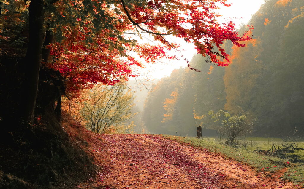 Golden Splendor: Captivating Autumn Tree in a Radiant Fall Setting Wallpaper