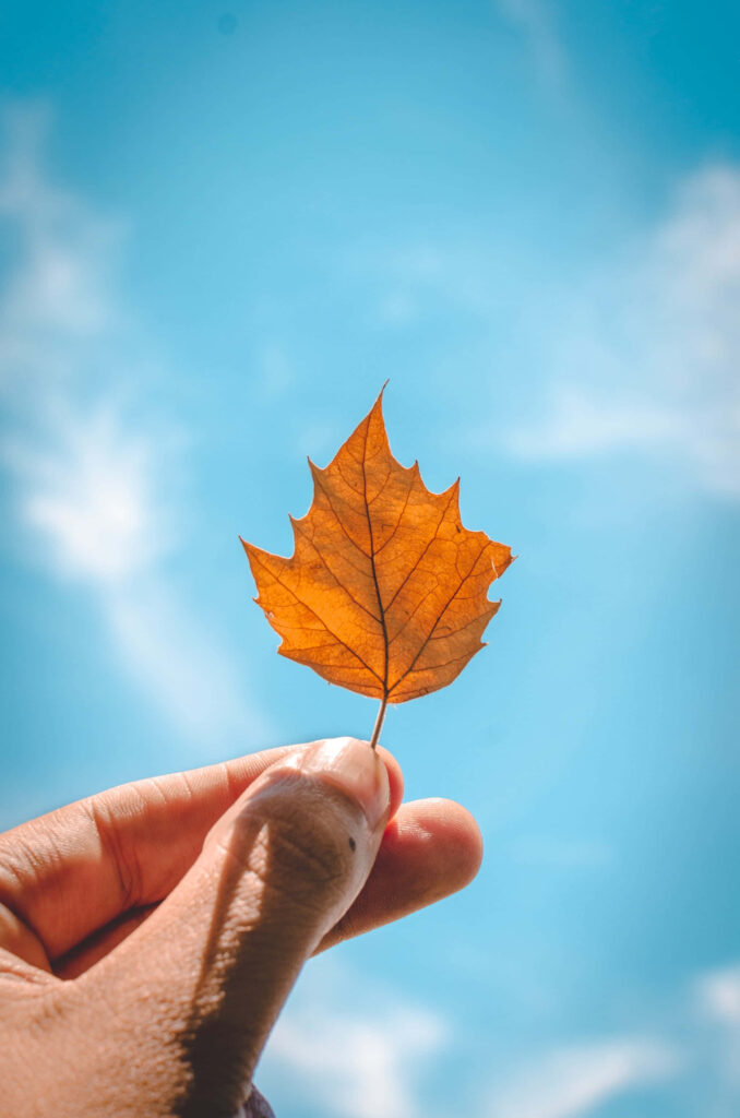 Embracing Autumn: A Sunny iPhone Snapshot of Colorful Fall Leaves against the Sky Wallpaper