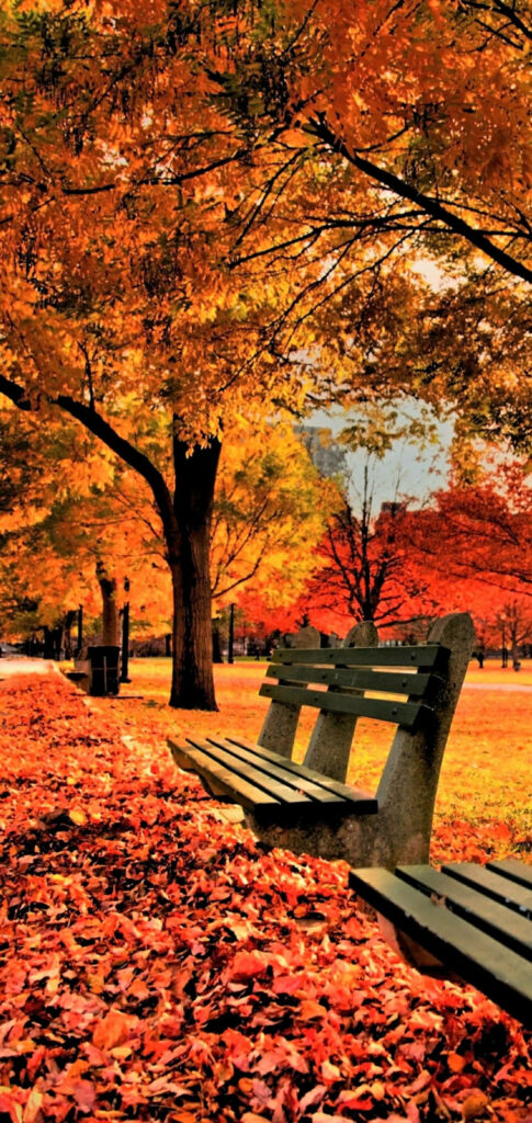 Autumn Splendor: Maple Trees iPhone Wallpaper in Park Setting